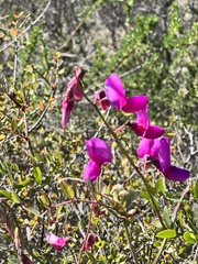 Lathyrus vestitus alefeldii