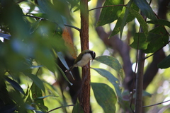 Melithreptus albogularis