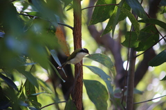Melithreptus albogularis