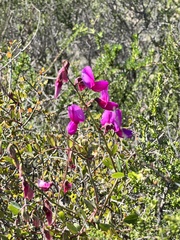 Lathyrus vestitus alefeldii