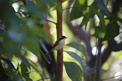 Melithreptus albogularis