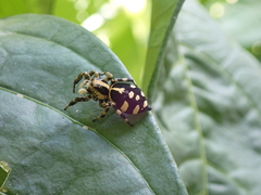 Phiale guttata