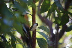 Melithreptus albogularis