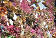 Malacoctenus mexicanus