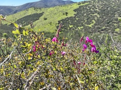 Lathyrus vestitus alefeldii