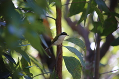 Melithreptus albogularis