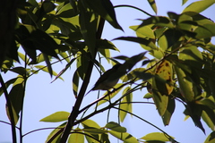 Melithreptus