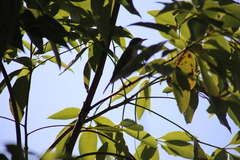 Melithreptus