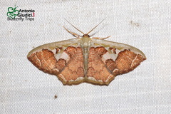 Zythos avellanea