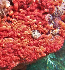 Metandrocarpa