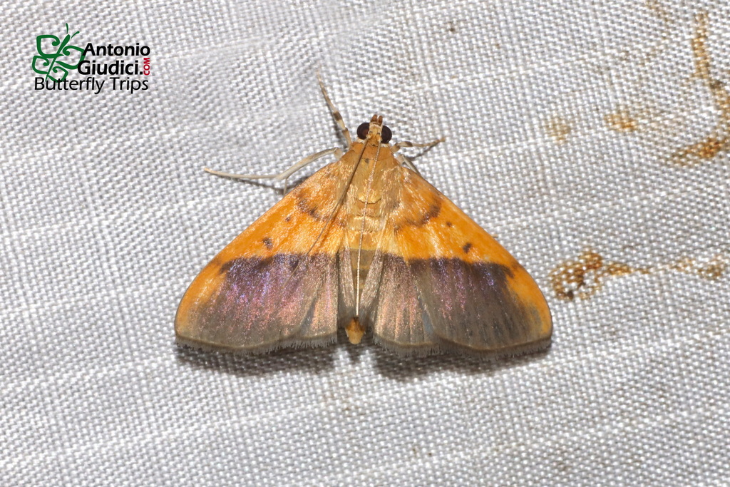 Patania scinisalis