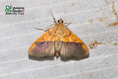 Patania scinisalis