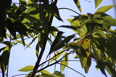 Melithreptus