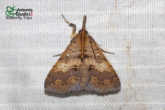 Oxaenanus brontesalis