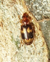 Agonocheila curtula