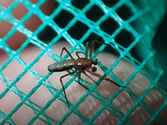 Coleosoma