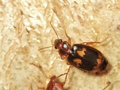 Agonocheila curtula