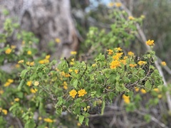 Lantana depressa