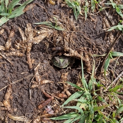 Rhinella dorbignyi