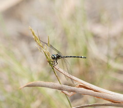 Eusynthemis brevistyla