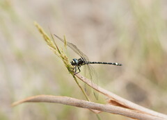 Eusynthemis brevistyla