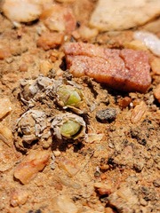 Conophytum hians