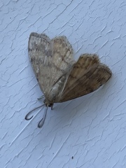 Scopula rubraria