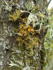 Teloschistes exilis