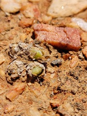 Conophytum hians