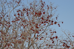 Combretum hereroense