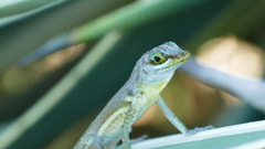 Anolis richardii