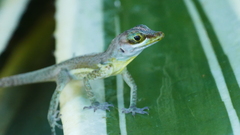 Anolis richardii