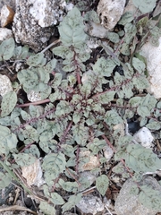 Chylismia