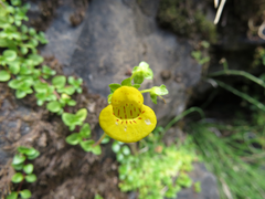 Calceolaria tenella