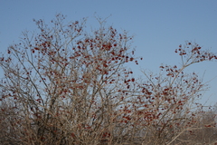 Combretum hereroense