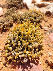 Meyerophytum meyeri