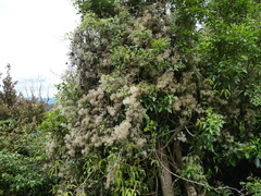 Clematis foetida