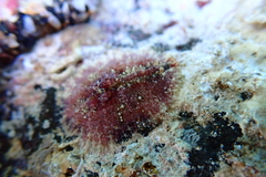 Dolabrifera dolabrifera