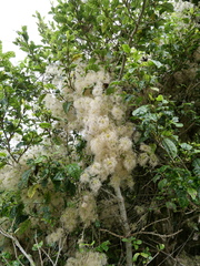 Clematis foetida