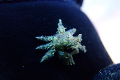 Schizophroida hilensis