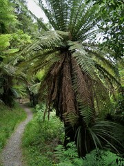 Dicksonia fibrosa