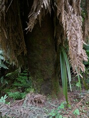 Dicksonia fibrosa