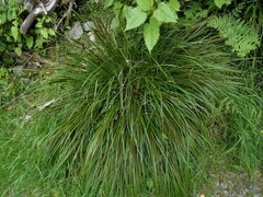 Carex uncinata