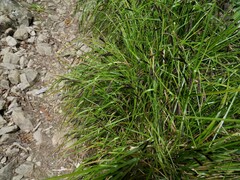 Carex solandri