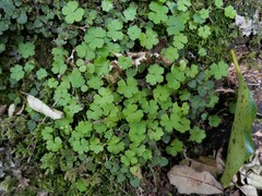 Hydrocotyle heteromeria