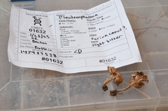 Pseudoomphalina