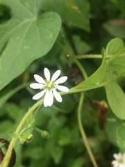 Stellaria cuspidata