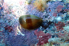 Monetaria caputophidii