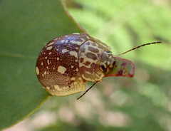 Paropsis marmorea