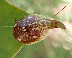 Paropsis marmorea